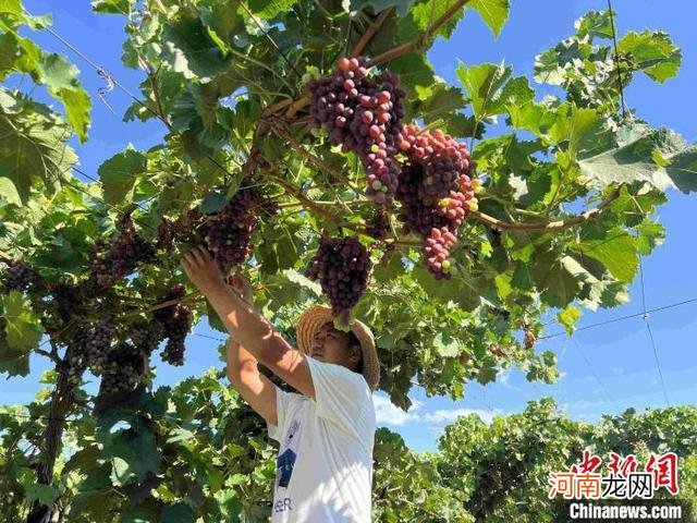 新疆多地“静态管理”下各行业有条不紊