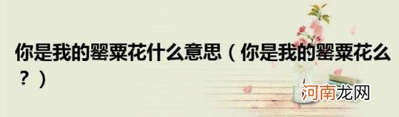 你是我的罂粟花么? 你是我的罂粟花什么意思