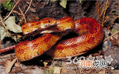 男人梦见自己脚被蛇咬了 男人梦见自己脚被蛇咬了一个洞