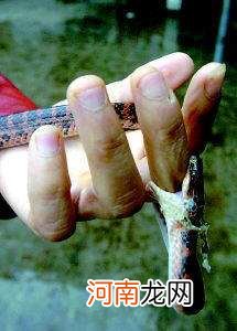 梦见亲人被蛇咬什么意思 梦见亲人被蛇咬什么预兆