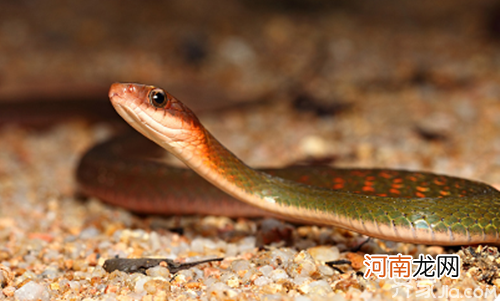 梦见被蛇咬脖子预示着什么 梦见脖子被蛇咬是什么意思