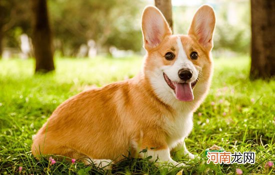 柯基算什么型的犬