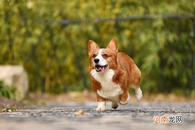 柯基算小型犬还是中大型犬