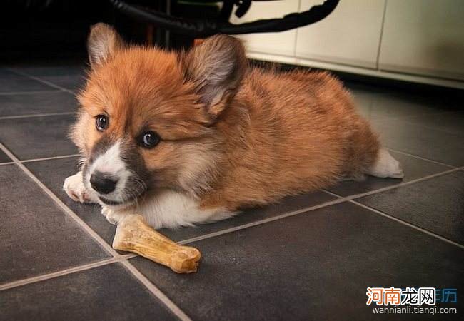 解梦被狗咬 解梦晚上梦见狗咬了自己