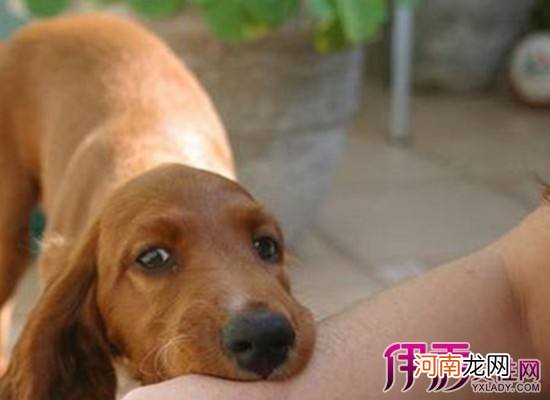 解梦被狗咬 解梦晚上梦见狗咬了自己