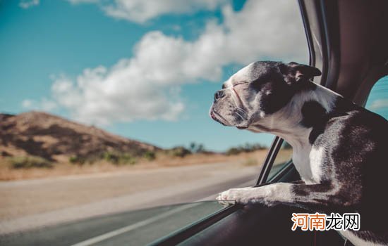 川东猎犬聪明吗