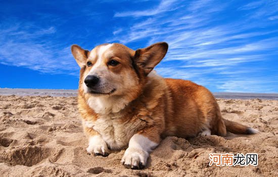 什么狗不用打理毛的 什么狗不用打理毛发