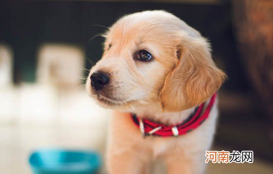 什么狗不用打理毛的 什么狗不用打理毛发