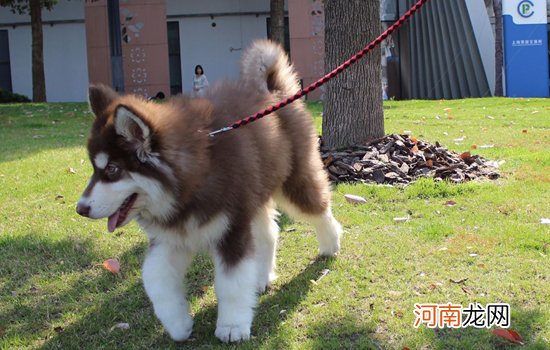 十种脾气最差的狗