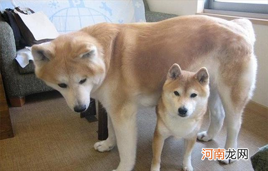 柴犬和秋田犬哪个好养