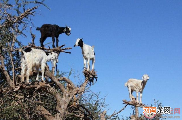 山羊|河南辉县近百只山羊接连跳崖坠亡是怎么回事 山羊为何会跳崖