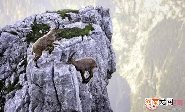 山羊|河南辉县近百只山羊接连跳崖坠亡是怎么回事 山羊为何会跳崖