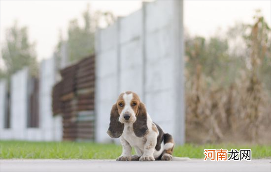 ?巴吉度犬为什么没人养