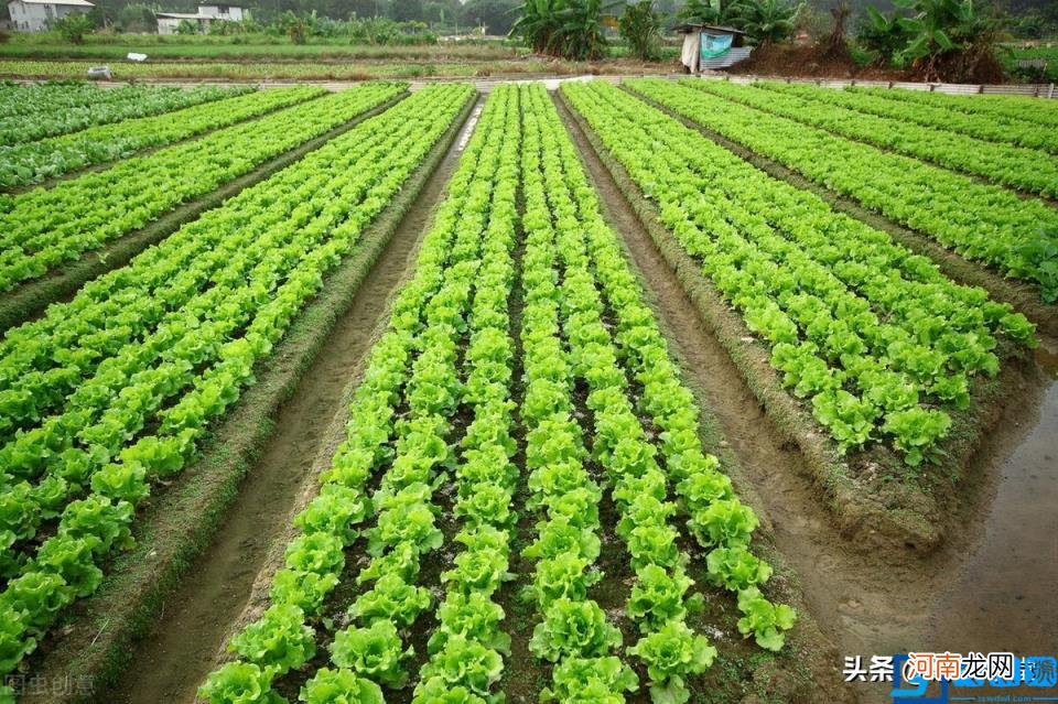 农村土地政策是什么 农村土地确权法律法规