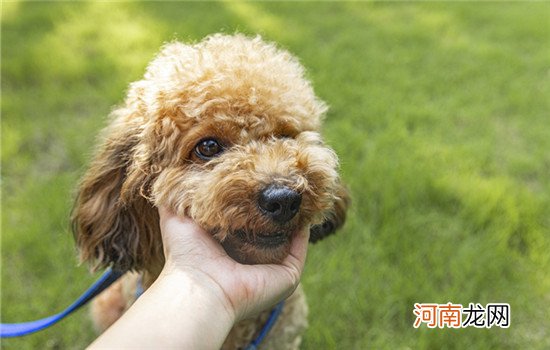 松狮犬为什么禁养