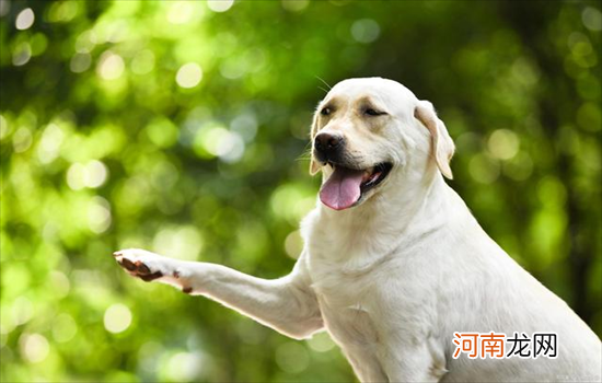 ?拉布拉多是什么犬种