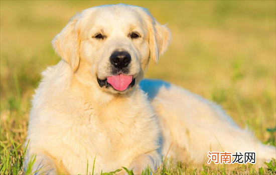 ?金毛为什么叫金毛寻回犬