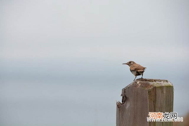 为什么会突然梦见死去的亲人 为什么会突然梦到死去的亲人