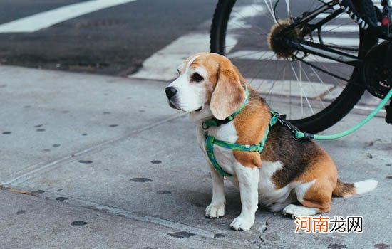 苏牧犬能活多久