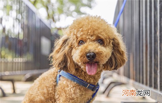 喜乐蒂牧羊犬是苏牧吗