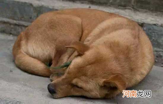 喜乐蒂牧羊犬是烈性犬吗