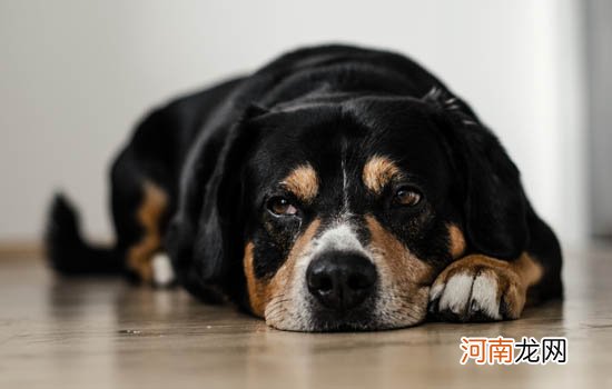 喜乐蒂牧羊犬和苏格兰牧羊犬的区别