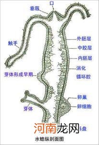 什么是无性繁殖动物 无性繁殖的动物有哪些