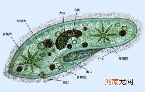 什么是无性繁殖动物 无性繁殖的动物有哪些