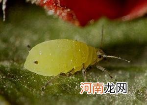 什么是无性繁殖动物 无性繁殖的动物有哪些