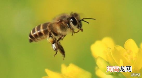 什么是无性繁殖动物 无性繁殖的动物有哪些