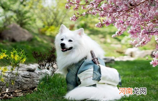 ?博美和银狐杂交的犬叫什么