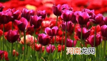 郁金香第二年还开花吗 郁金香来年复花的几率真的很小吗