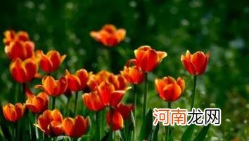 郁金香第二年还开花吗 郁金香来年复花的几率真的很小吗