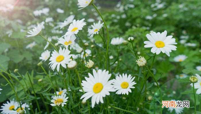 雏菊花语是什么 雏菊的花语是啥