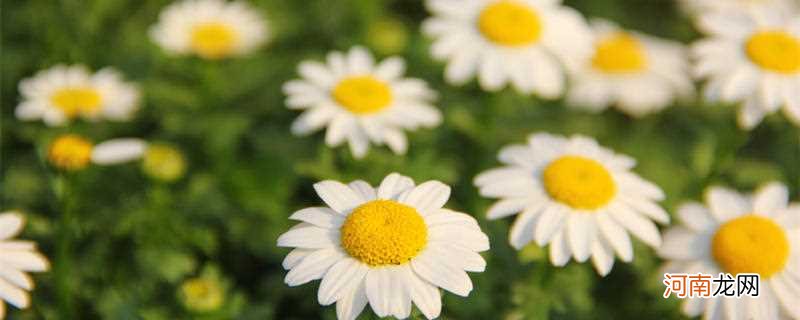 雏菊花语是什么 雏菊的花语是啥