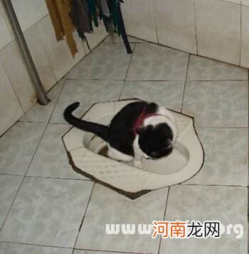 周公解梦大便 周公解梦大全周公解梦