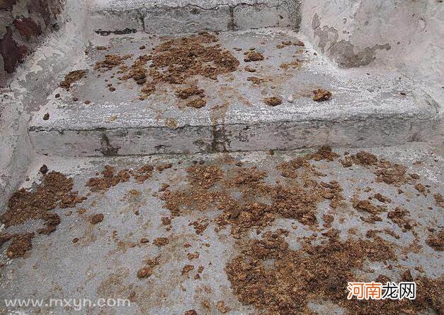 周公解梦大便 周公解梦大全周公解梦