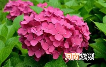 绣球花的寓意究竟是好是坏 绣球花为什么不吉利