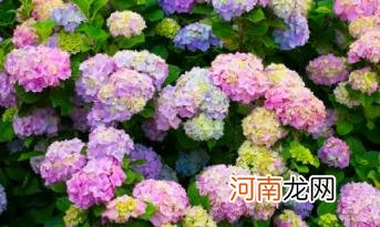 绣球花的寓意究竟是好是坏 绣球花为什么不吉利