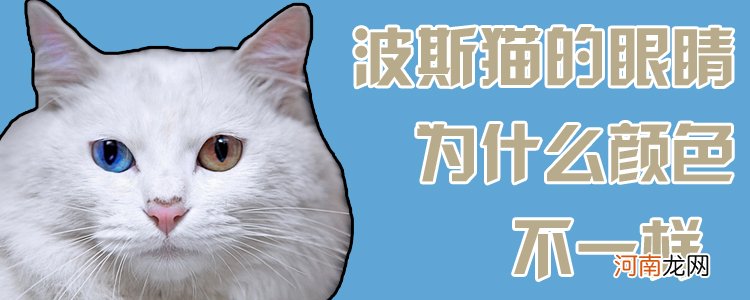 波斯猫的眼睛为什么颜色不一样