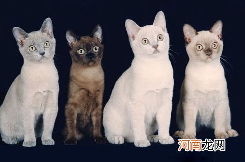 缅甸猫和缅因猫有什么区别