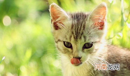 波米拉猫多少钱一只