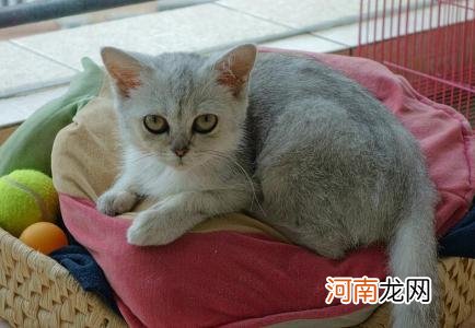 波米拉猫怎么看纯不纯