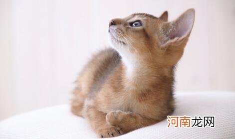 阿比西尼亚猫多少钱