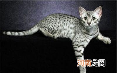 埃及猫价格是多少