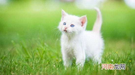 白色波斯猫多少钱