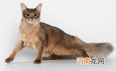 索马里猫多少钱