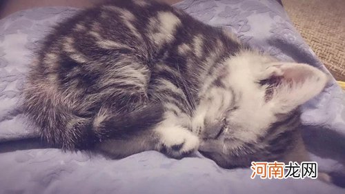 怎么判断小猫是否健康