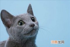 俄罗斯蓝猫多少钱