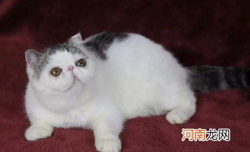 加菲猫怎么看品相